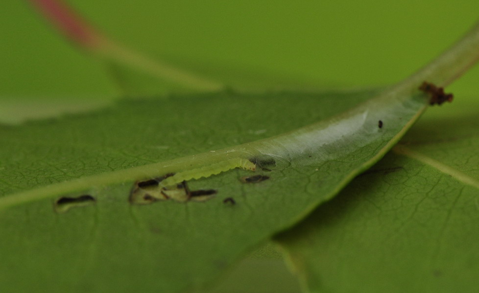 identificazione bruco